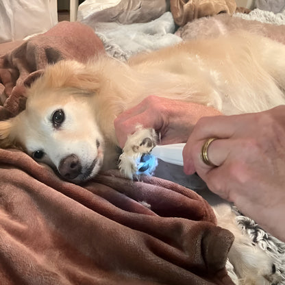 Dog Paw Trimmer Rechargeable Quiet Grooming Tool for Pet Care