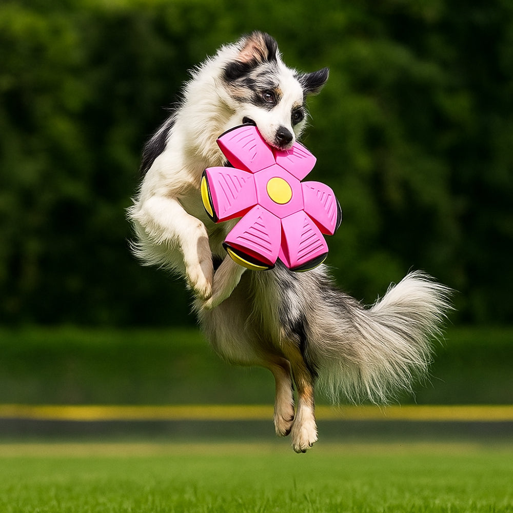 Dog Toy Flying Disc Interactive Ball for Outdoor Fetch Games