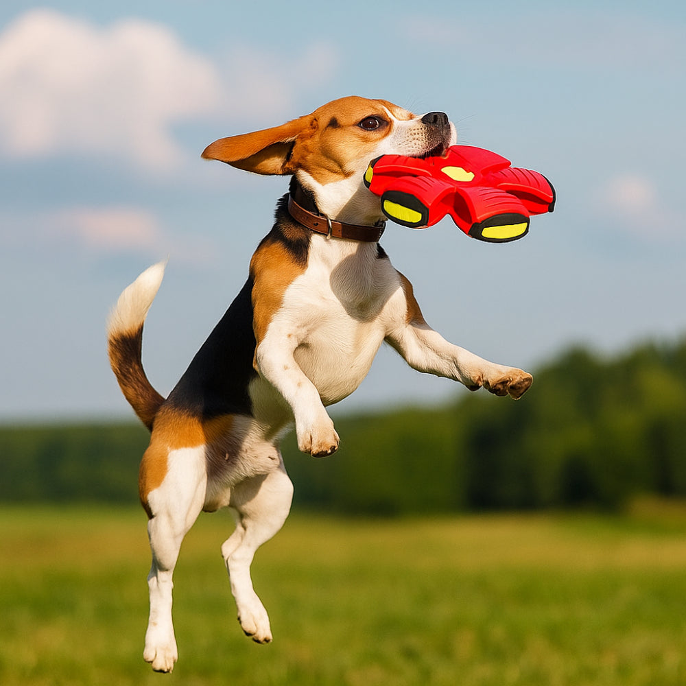 Dog Toy Flying Disc Interactive Ball for Outdoor Fetch Games